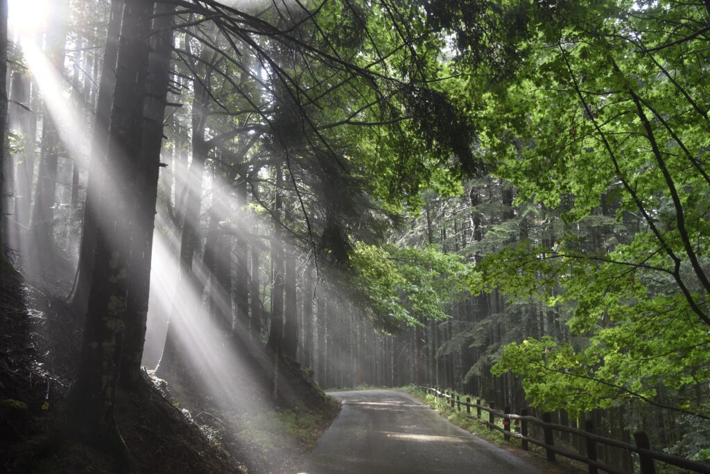 Foreste nel Mondo - La via delle Foreste